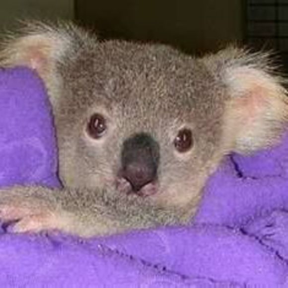 teachkoala